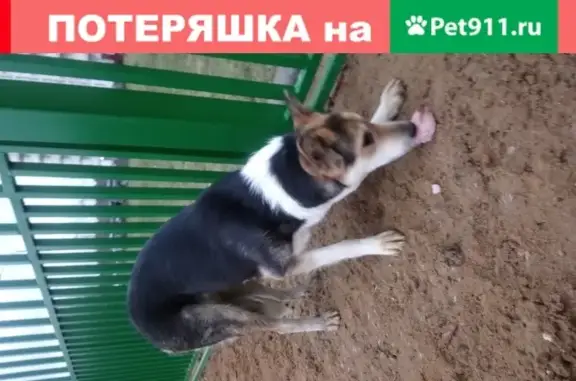 Собака найдена в Люблино, Москва
