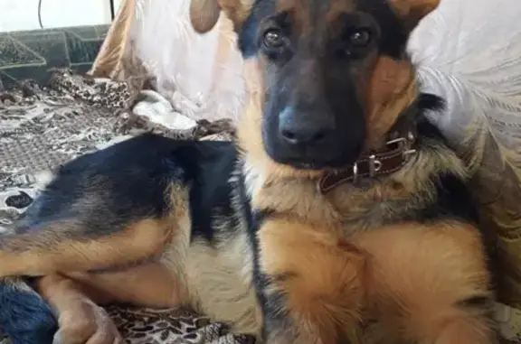 Пропала собака Ева в Балаклавском районе, Севастополь