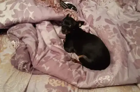 Собаки потеряшки, Таганрог, фото: Потеряшка собака Буся, Таганрог, Россия