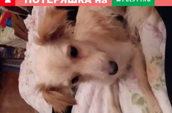 Найдена стерилизованная собака в Североморске