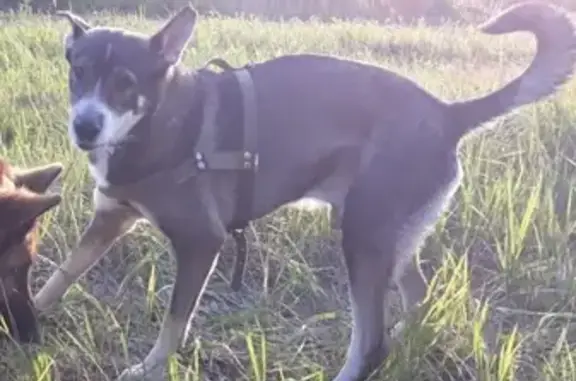 Пропала собака между Плотавой и Федорово в Московской области