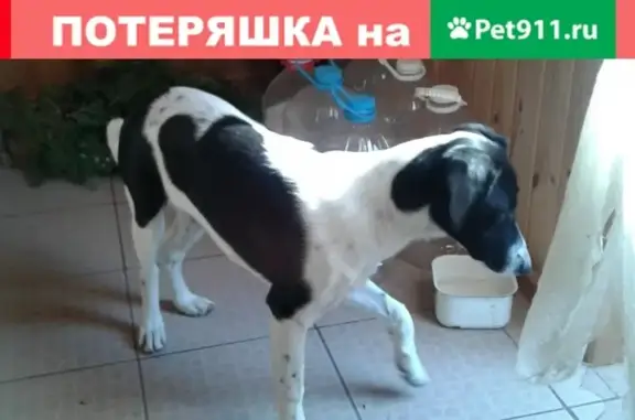 Пропала собака в Волжском, 12-й мкр, звоните 89199805097