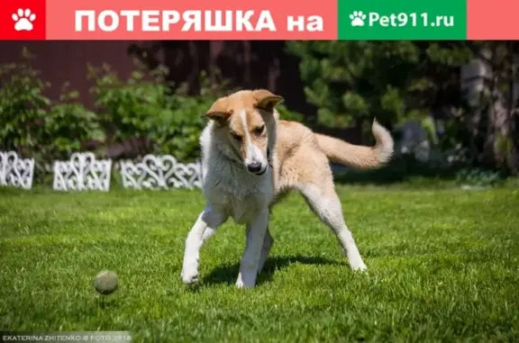 Пропала собака Бакса в Москве
