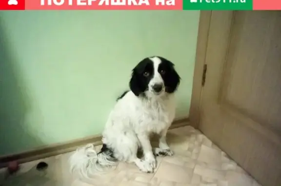Найдена собака на ул. Дзердинского 13, Рубцовск
