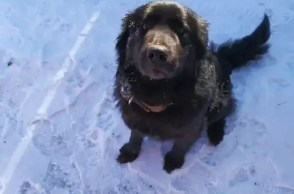Пропала собака в Орехово-Зуевском округе