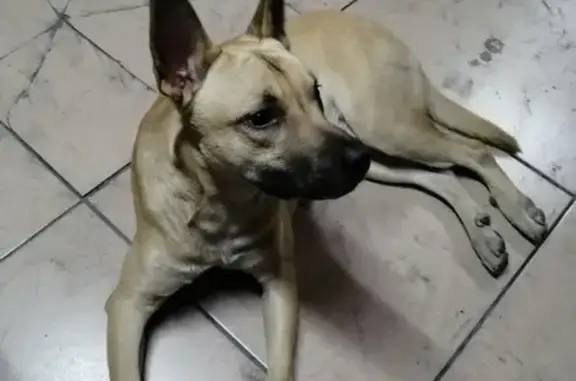 Собака найдена на электричке, ищет дом в Братске.