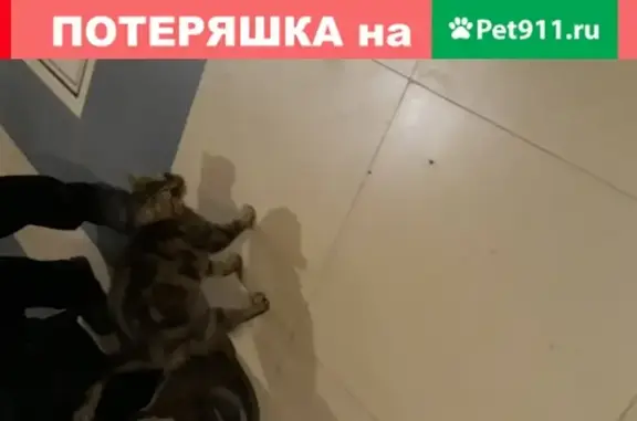 Найдена кошка на ул. Поленова, 10 в Обнинске