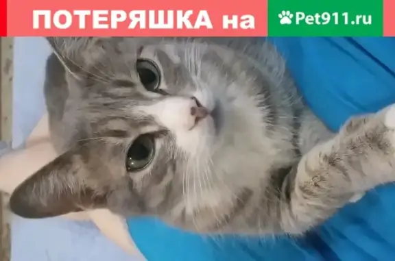 Пропала кошка в Чите на ул. Журавлёва, 16