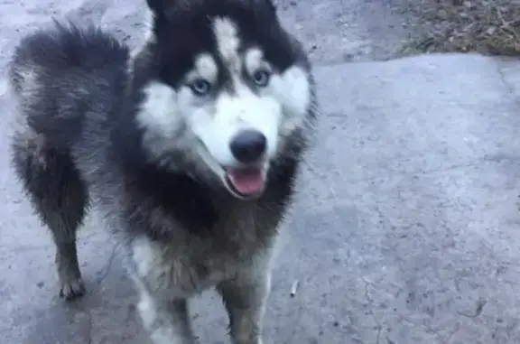 Собака Хаски найдена в Брянске на ул. Цветочной.