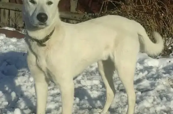 Потерянные животные Тюмень, фото: Пропала собака Актос в Тюмени, вознаграждение!