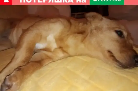 Собака найдена в Старом Осколе, микрорайон Дубрава-1, 16.