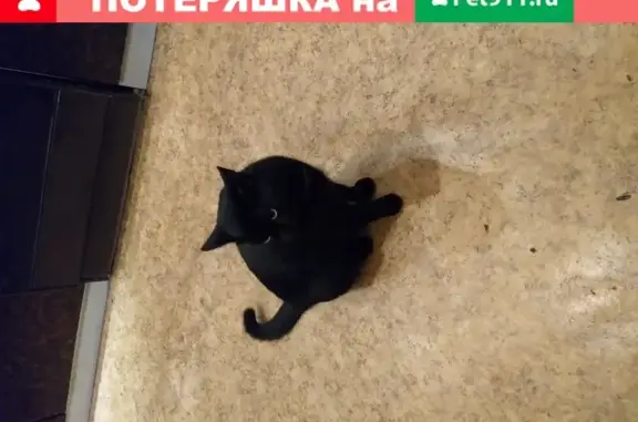 Найден кот в Сколково, Москва