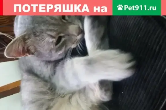 Найден ласковый кот возле Карекс на Димитровградском шоссе 20А