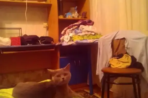 Молодая серая кошка найдена в Екатеринбурге