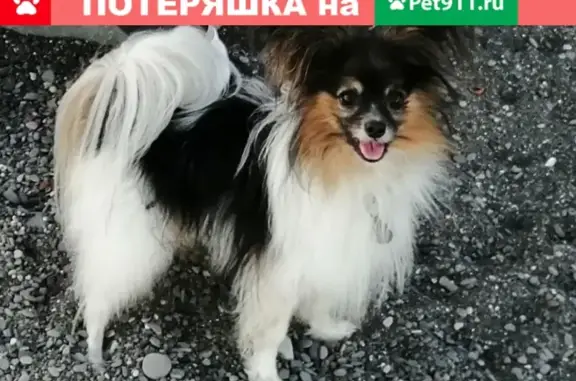 Пропала собака Арчи в Алуште, микрорайон Александрийская дача, 26