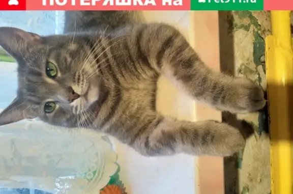 Найдена ласковая кошка на Кубинской, СПб