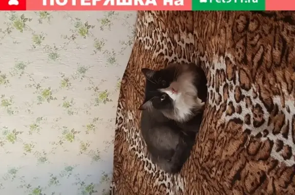 Пропала кошка Бася в Оболдино, Московская область