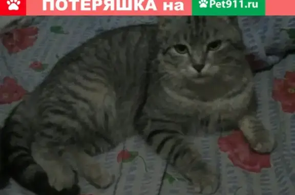 Пропала кошка на ул. Урицкого, Вятские Поляны