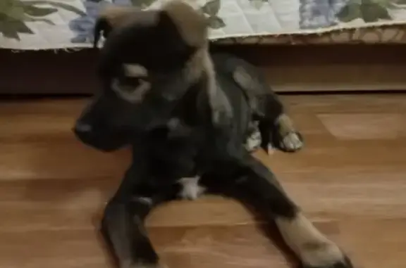 Найдена собака на улице Орджоникидзе в Оренбурге
