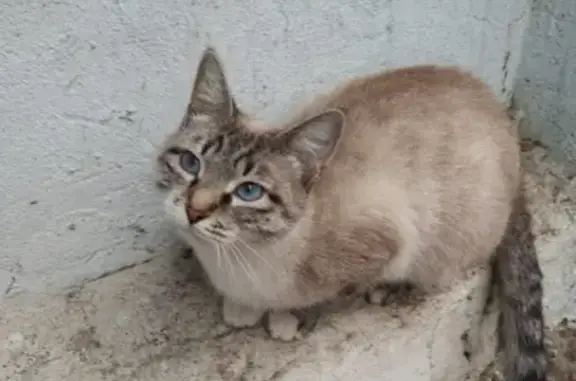 Найдена кошка на улице Кривошеина