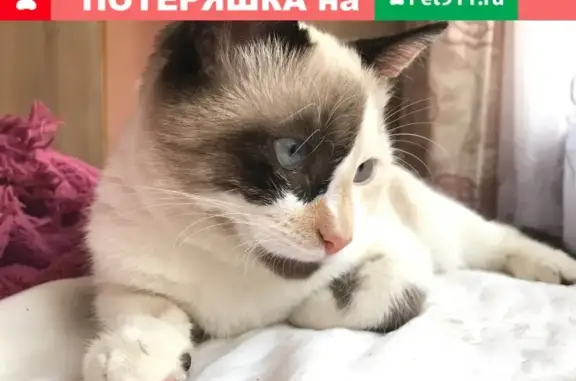 Кошки потеряшки, Советская, фото: Потеряшка кошка Маргоша на ул. Советская, 16.12.19, Елец.