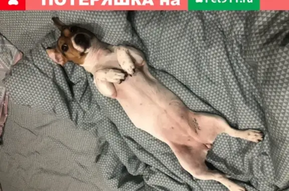 Пропала собака в Мурманске, Баумана 36, вознаграждение!