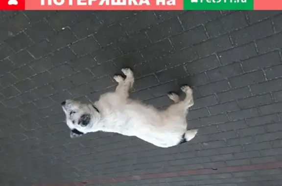 Потерянная собака на проспекте Патриотов