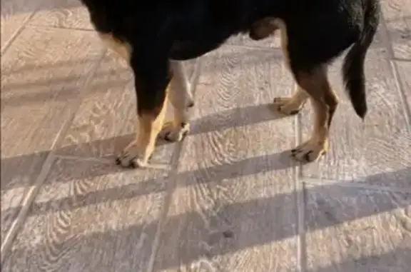 Найдена собака в поселке Заводской, Владикавказ