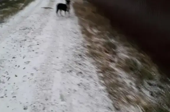 Найдена собака возле деревни Беливо, ищем хозяина или новых.