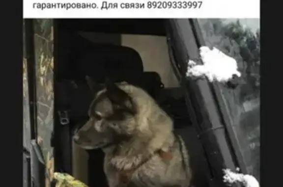 Пропала собака Булат, 7 лет в Гороховце