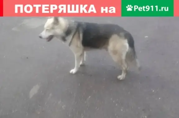 Потерянная собака на ул. Гудимы, дом 30 в Краснодаре