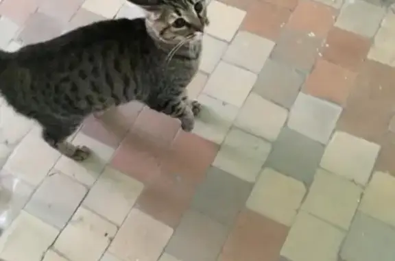 Найдена кошка на Аппаратной улице в Екатеринбурге