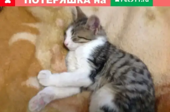 Пропала кошка Пушинка в Краснодаре, микрорайон Камвольно-суконный.