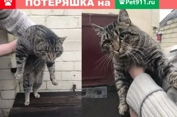 Найден кот на ул. Суворова в Минске
