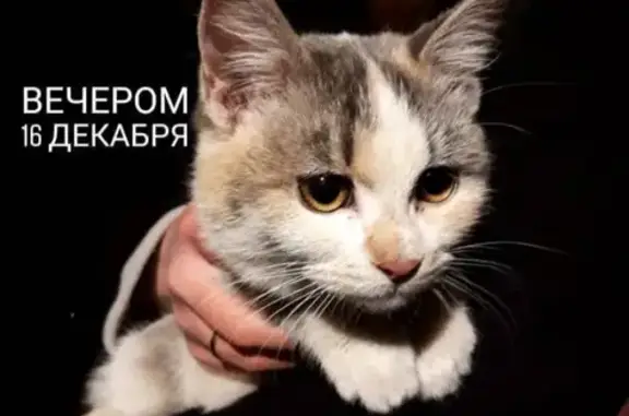 Трёхцветная кошка найдена в Люберцах на ул. Авиаторов, 15