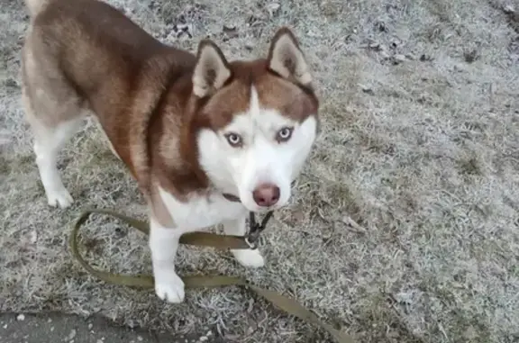 Пропала собака Макс возле Княжьего озера в Истре