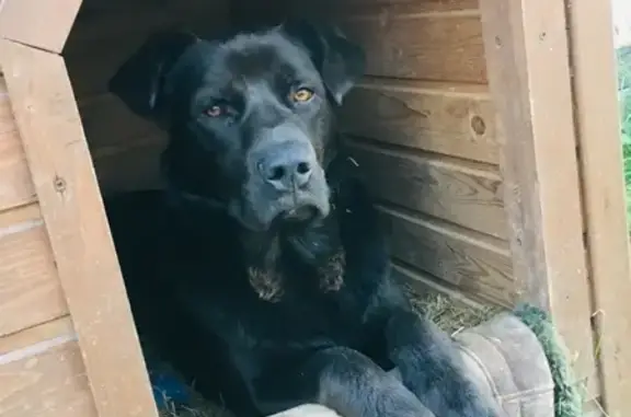 Пропала собака Блэк в Солнечногорске, Московская область