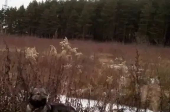 Найдена собака в коричневом ошейнике в Иваново