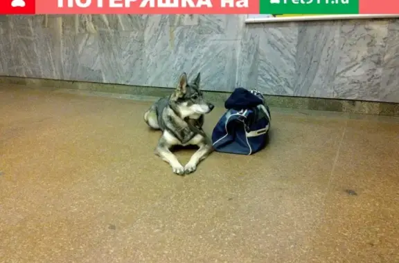 Найдена собака на ул. Первомайская, Минск