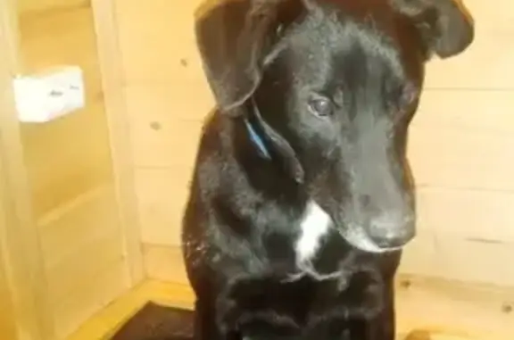 Найдена черная собака в Николиных Холмах, Наро-Фоминский район