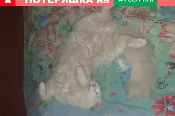 Пропал кот Пушок на ул. Первомайская, Вологда