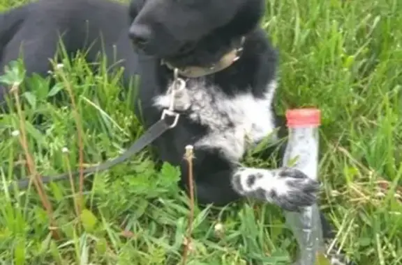 Собаки потеряшки, , фото: Потеряшка собака Майло на Мостовом переулке, Казань