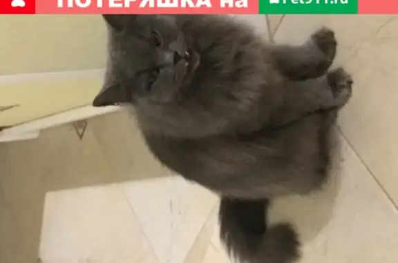 Найдена пушистая кошка на ул. Громова, Тверь