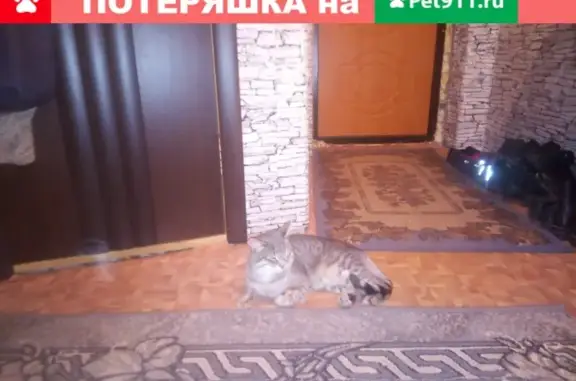 Пропал кот Клим, ул. Федина 18А, Волжск, Республика Марий Эл