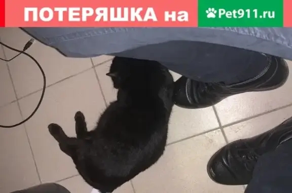 Найдена кошка на ул. Саввы Белых, Екатеринбург