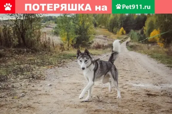 Пропала собака Сибирский хаски 