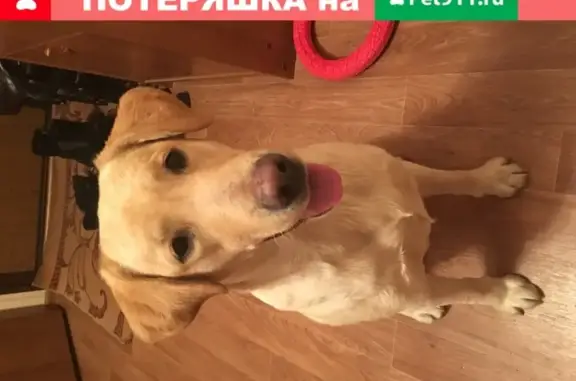 Собака Лабрадор найдена в Йошкар-Оле