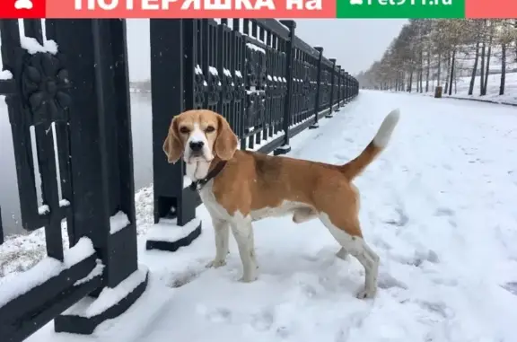 Пропала собака бигль в Центральном районе Красноярска