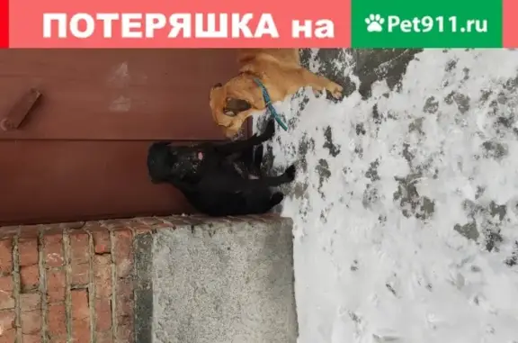 Найдена черная собака на Широкой улице, Новосибирск