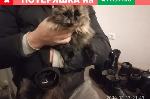 Найдена пушистая кошка на ул. Русская в Нагаево